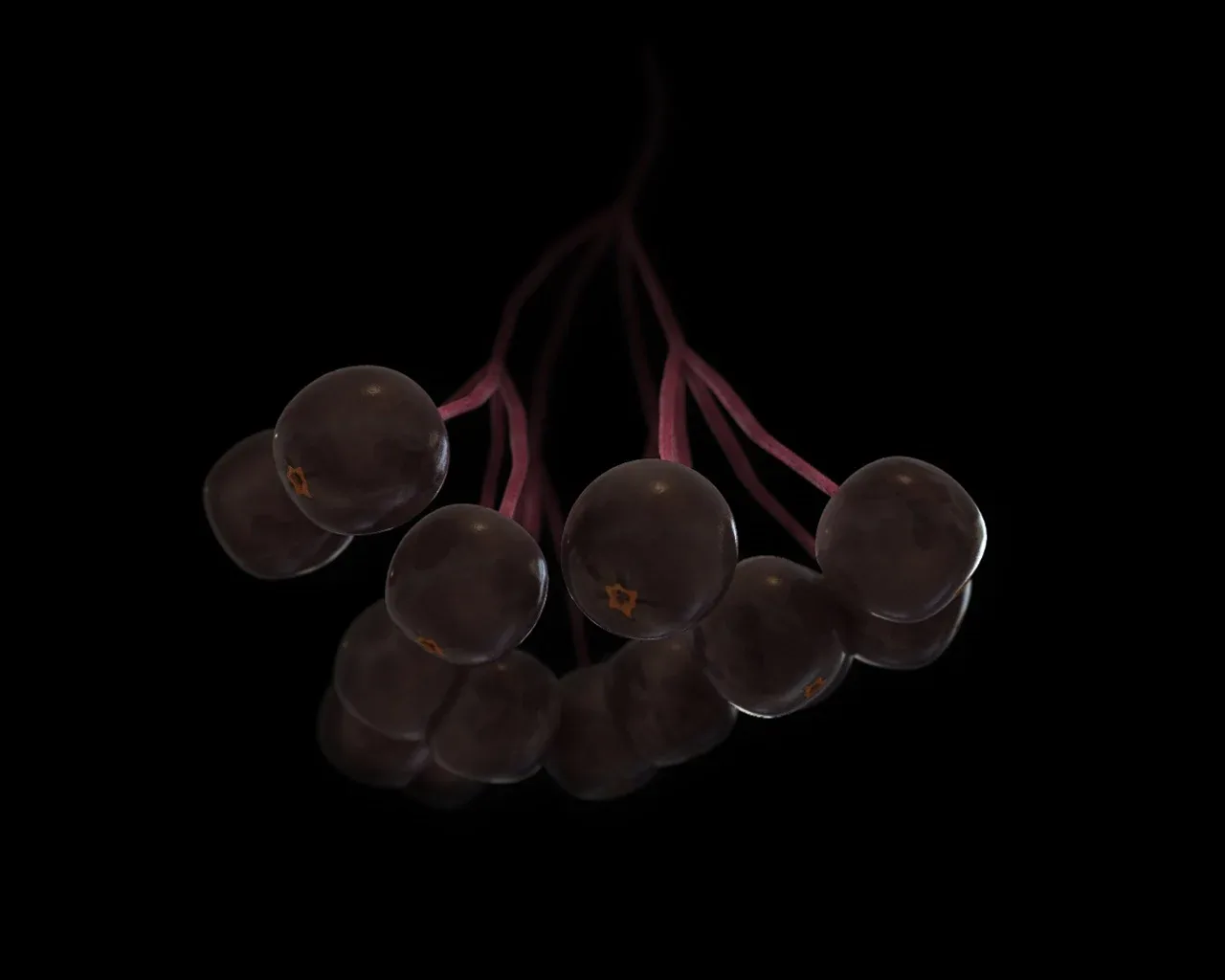 Elderberry 3d model