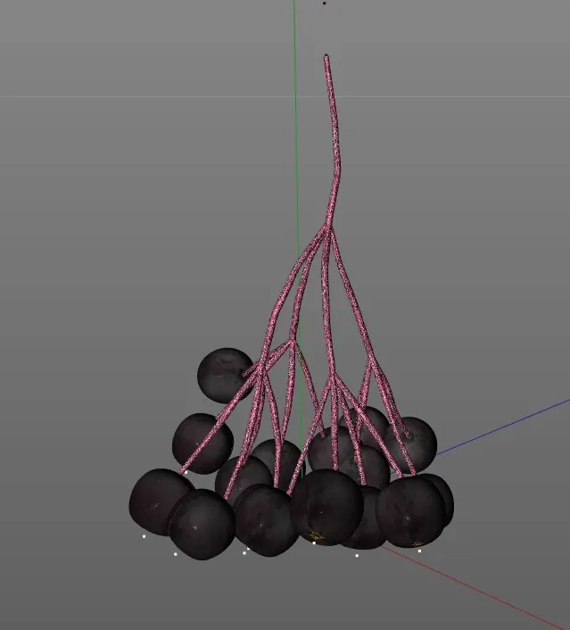 Elderberry 3d model