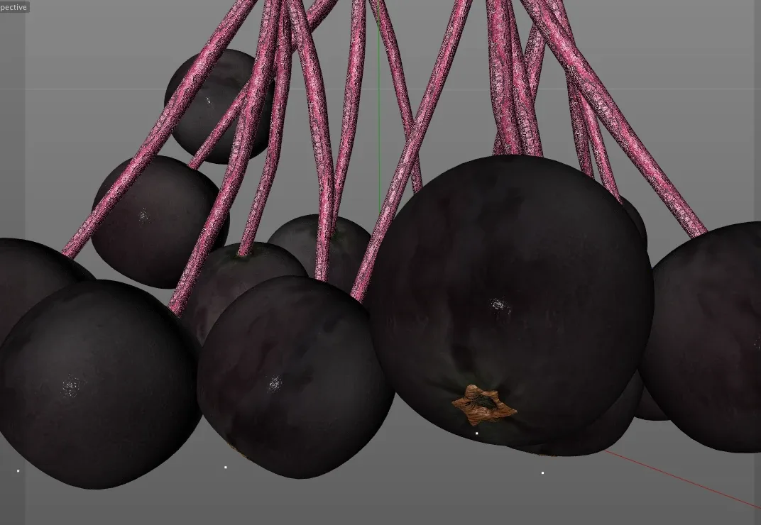 Elderberry 3d model