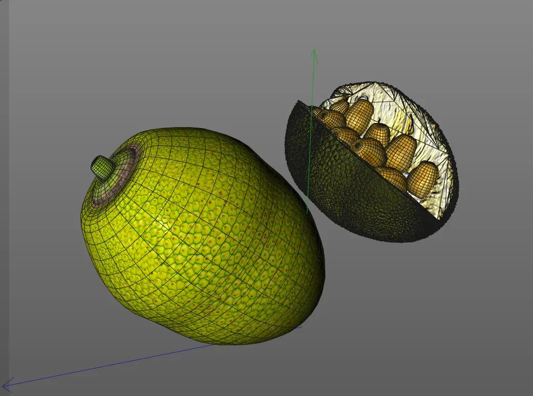 Jack Fruit 3d model