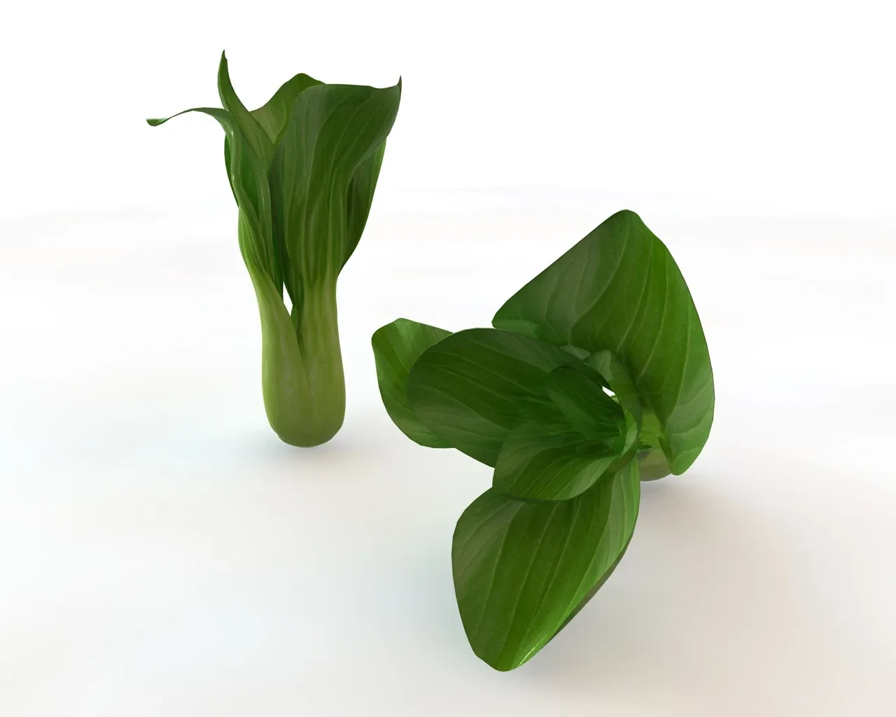 Bok choy 3d model