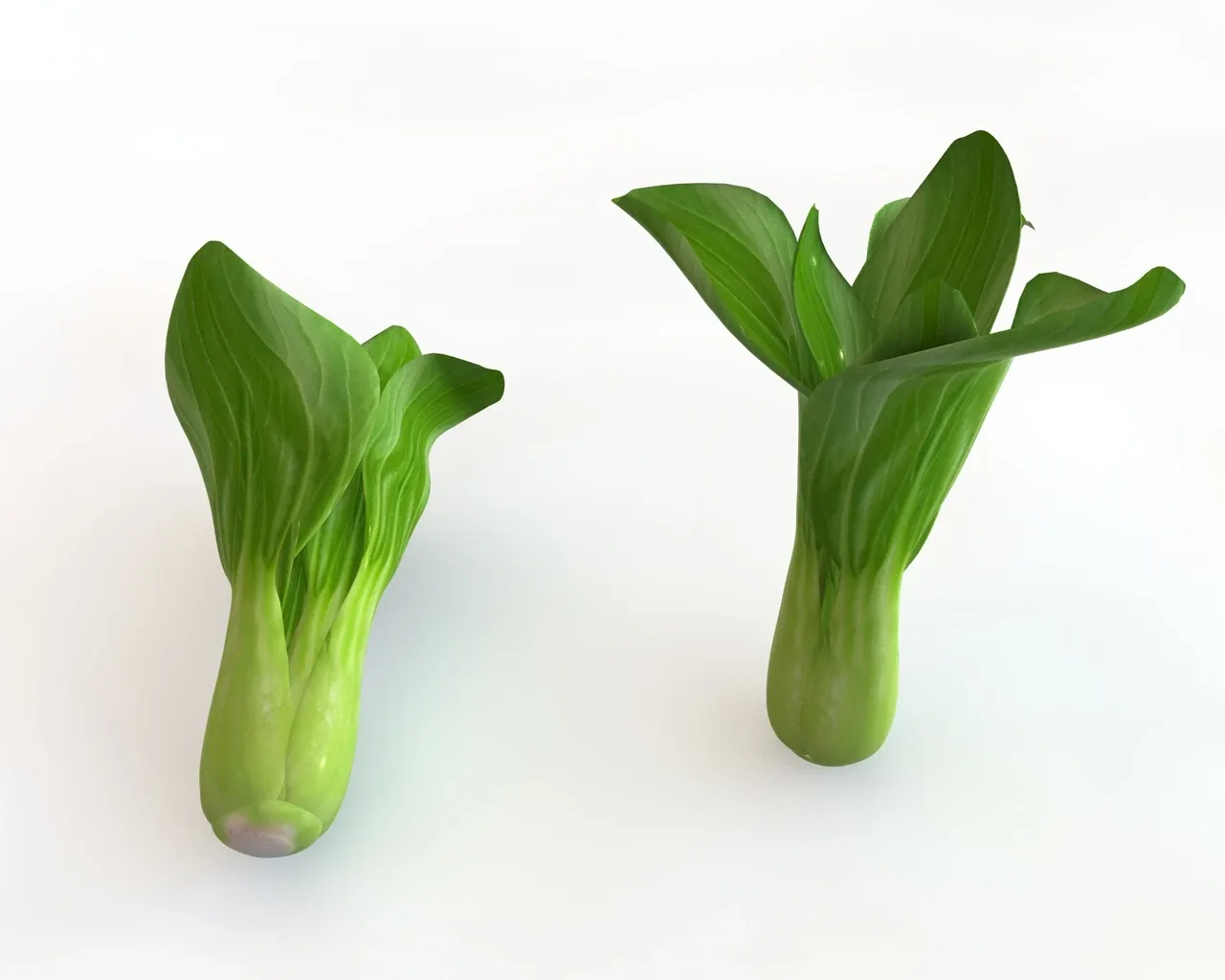 Bok choy 3d model