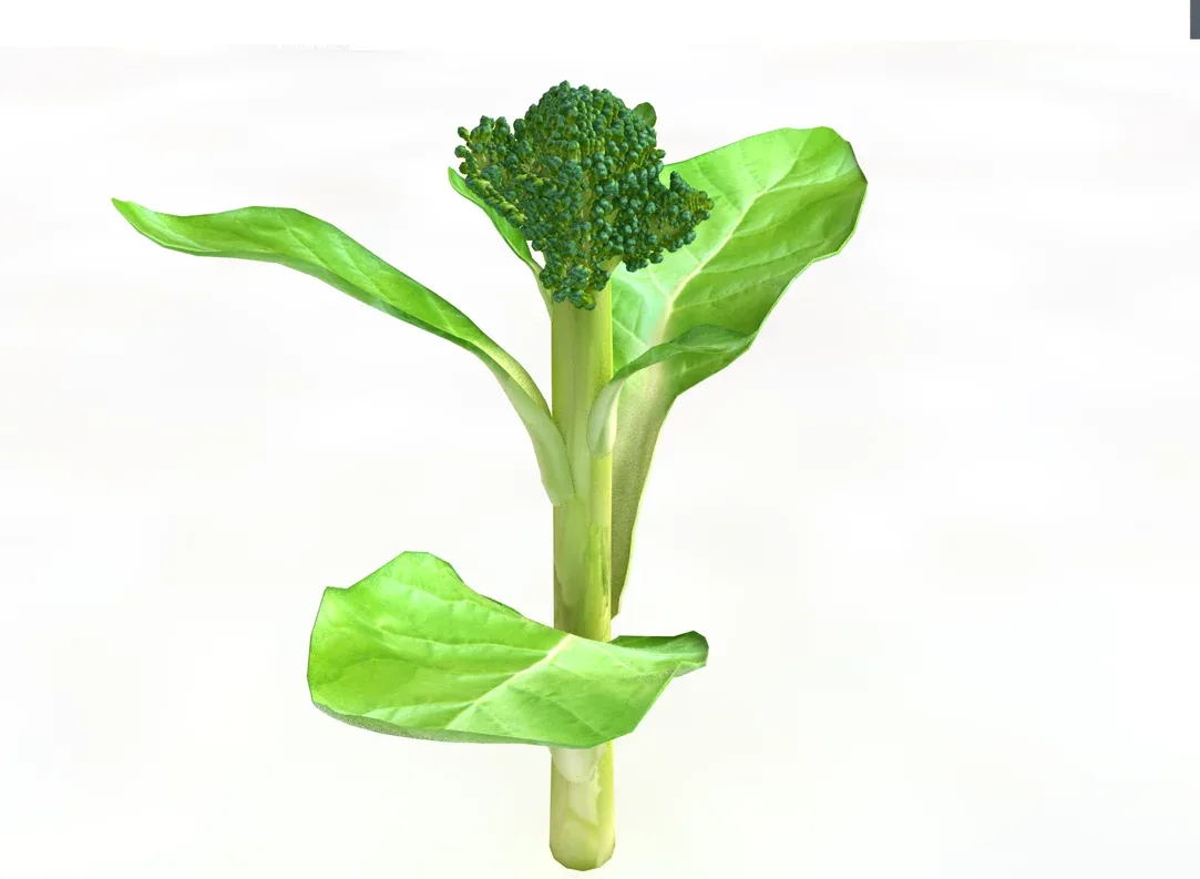 Broccoli Rabe 3d model FlippedNormals