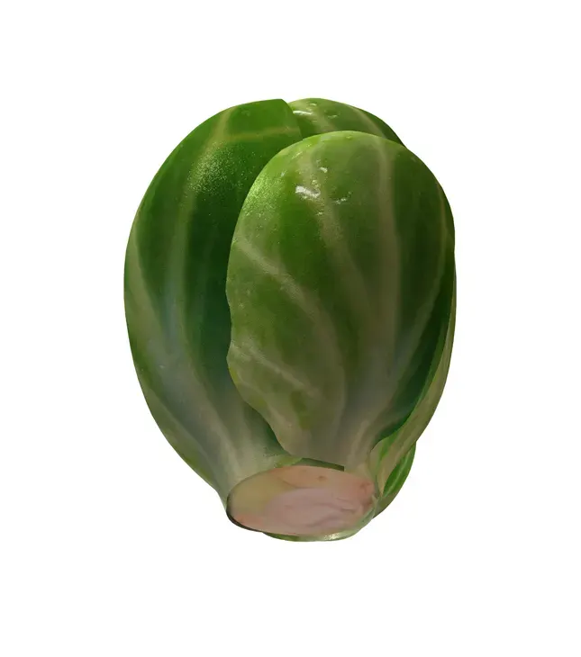 Brussels Sprouts 3d model