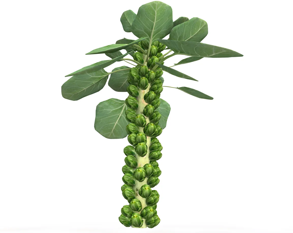 Brussels Sprouts Plant 3d model