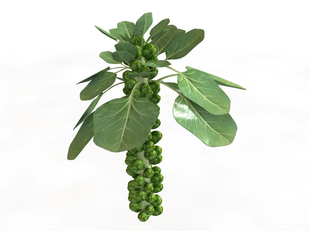 Brussels Sprouts Plant 3d model