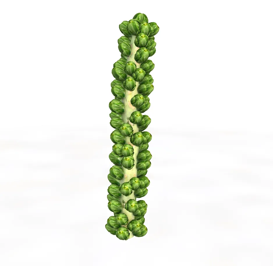 Brussels Sprouts Plant 3d model