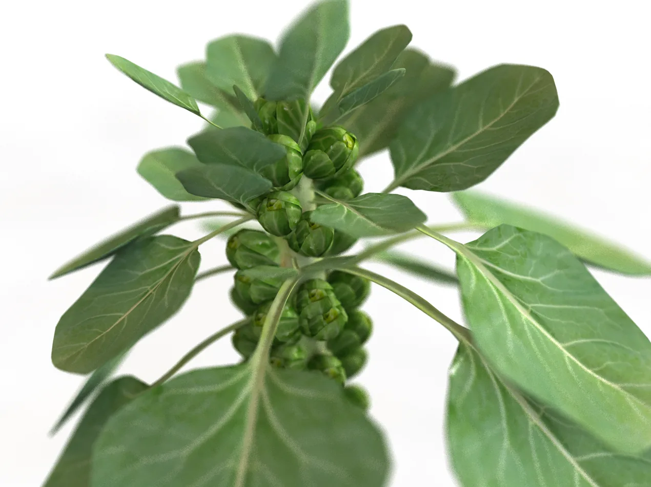 Brussels Sprouts Plant 3d model