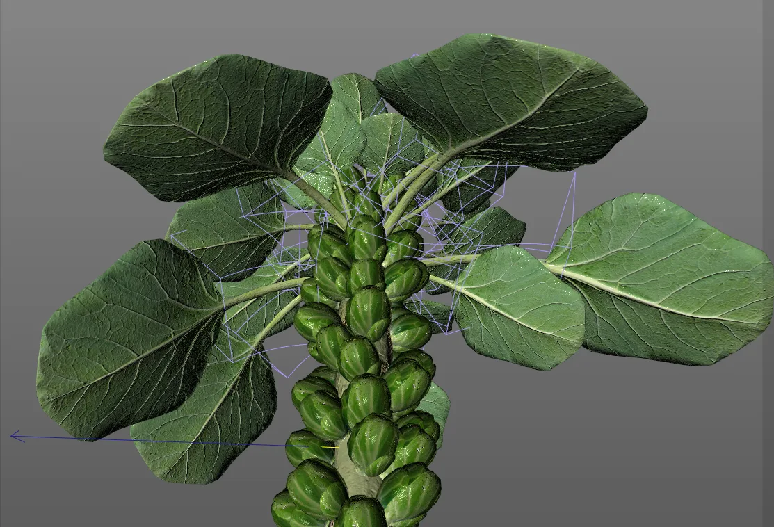 Brussels Sprouts Plant 3d model