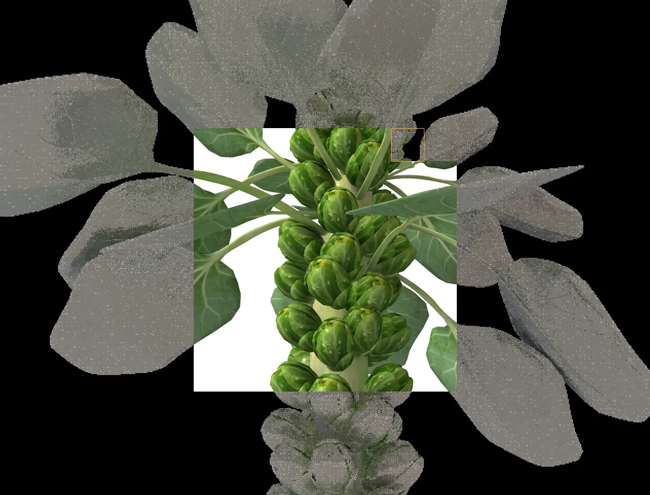 Brussels Sprouts Plant 3d model