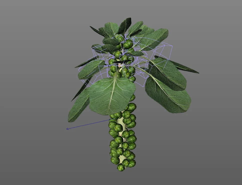 Brussels Sprouts Plant 3d model