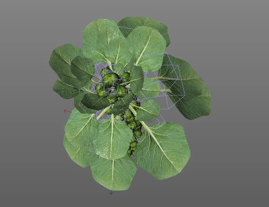 Brussels Sprouts Plant 3d model