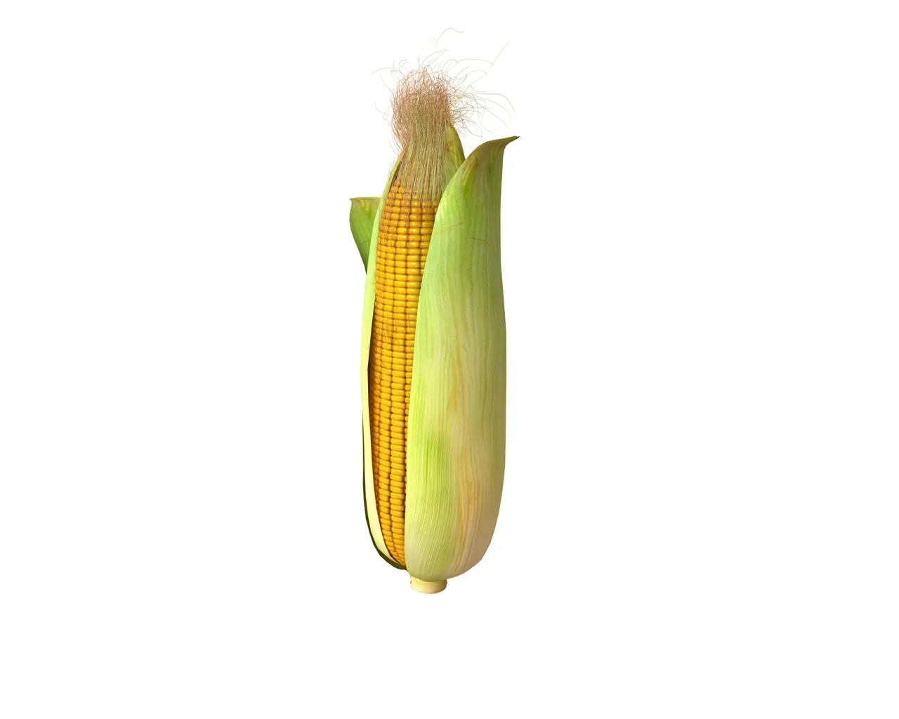 corn 3d model