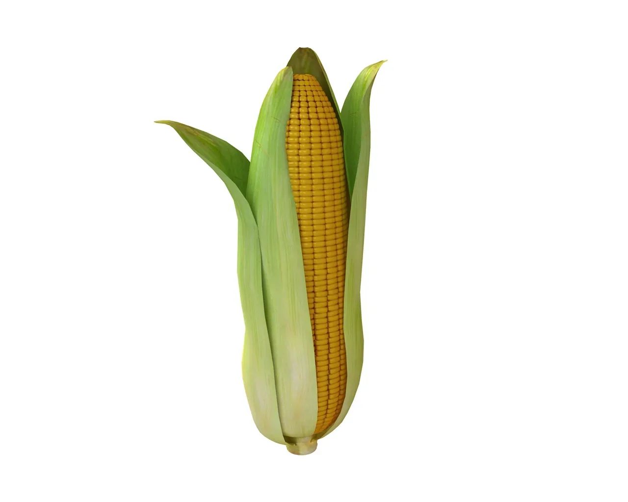 corn 3d model