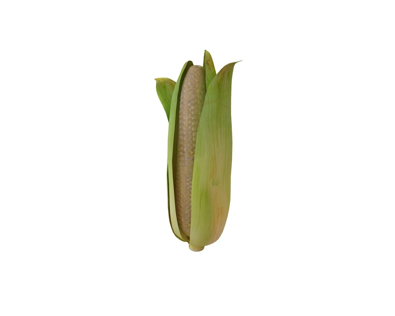 corn 3d model
