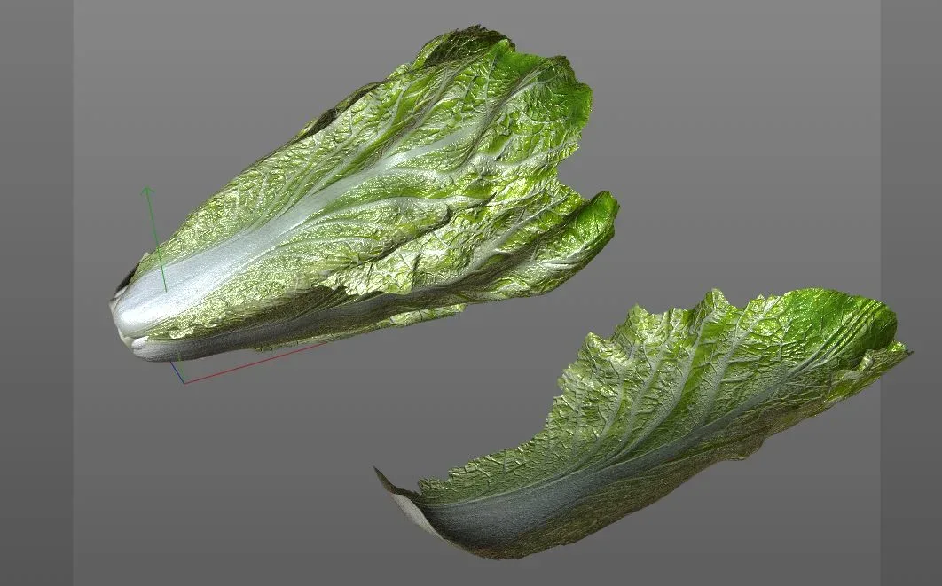 Lettuce 3d model