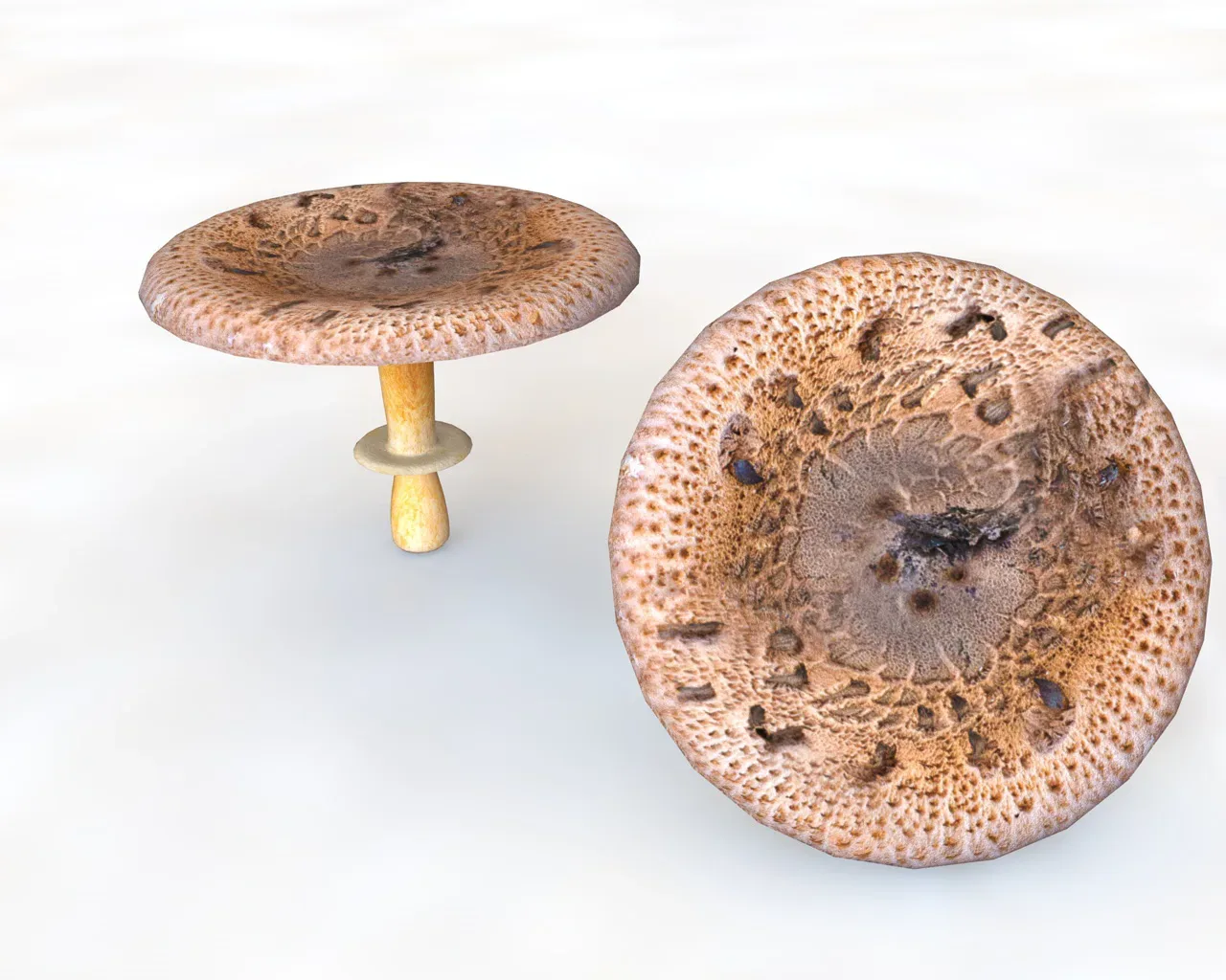 Mushrooms brown wide top 3d model