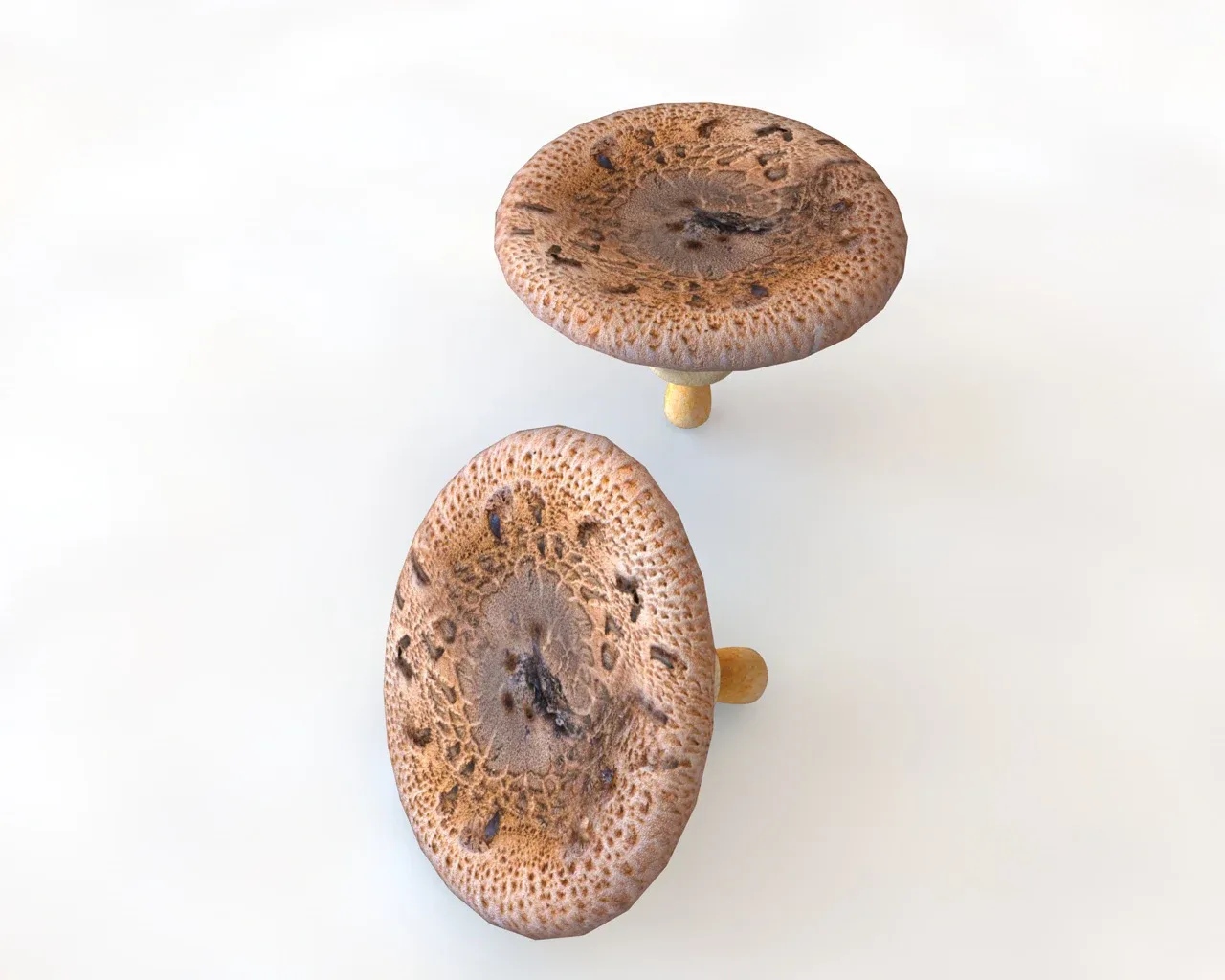 Mushrooms brown wide top 3d model