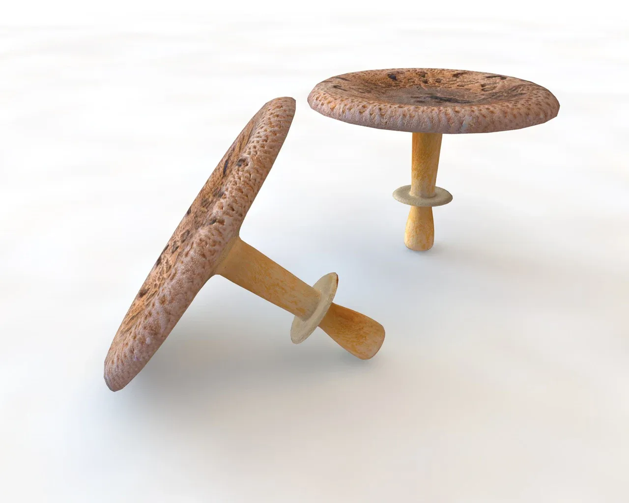 Mushrooms brown wide top 3d model