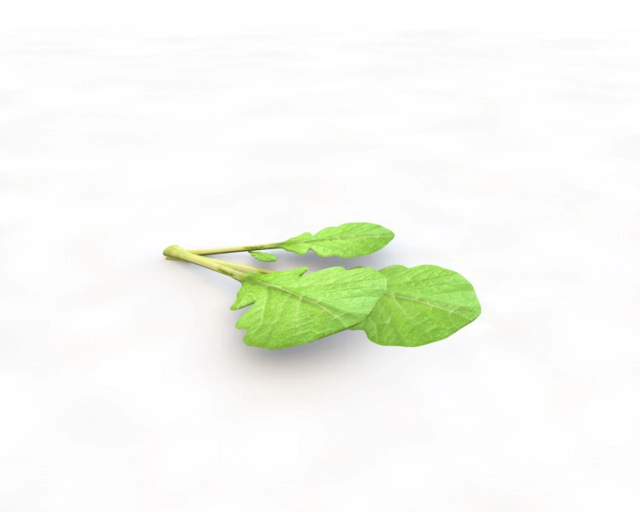 Mustard Greens 3d model