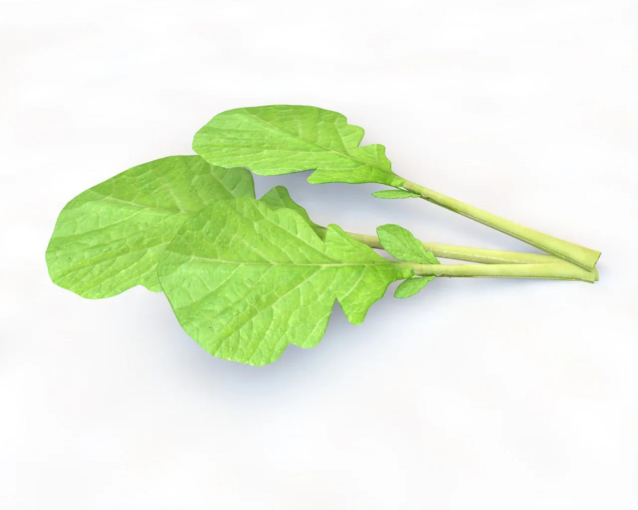 Mustard Greens 3d model