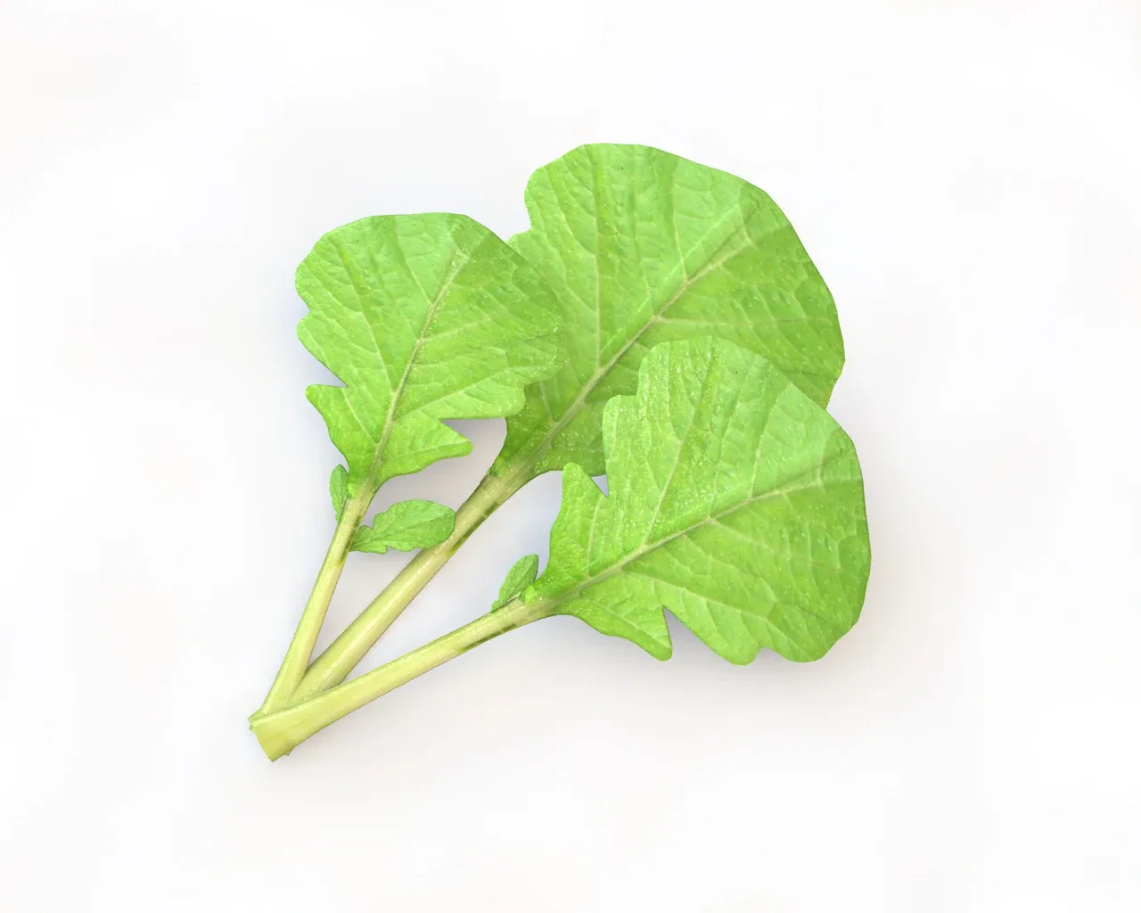 Mustard Greens 3d model