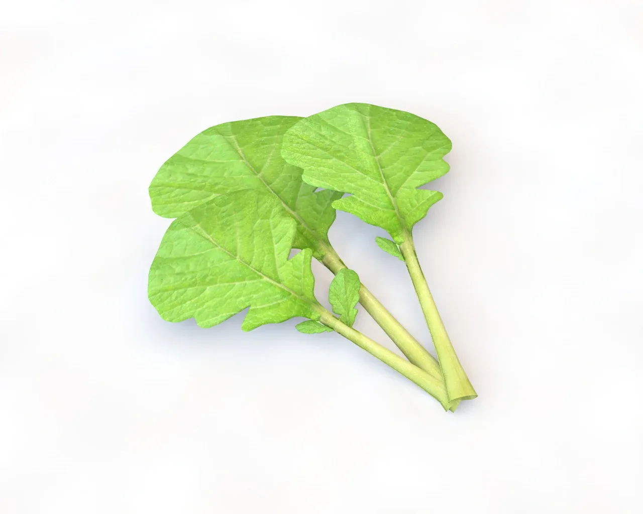 Mustard Greens 3d model