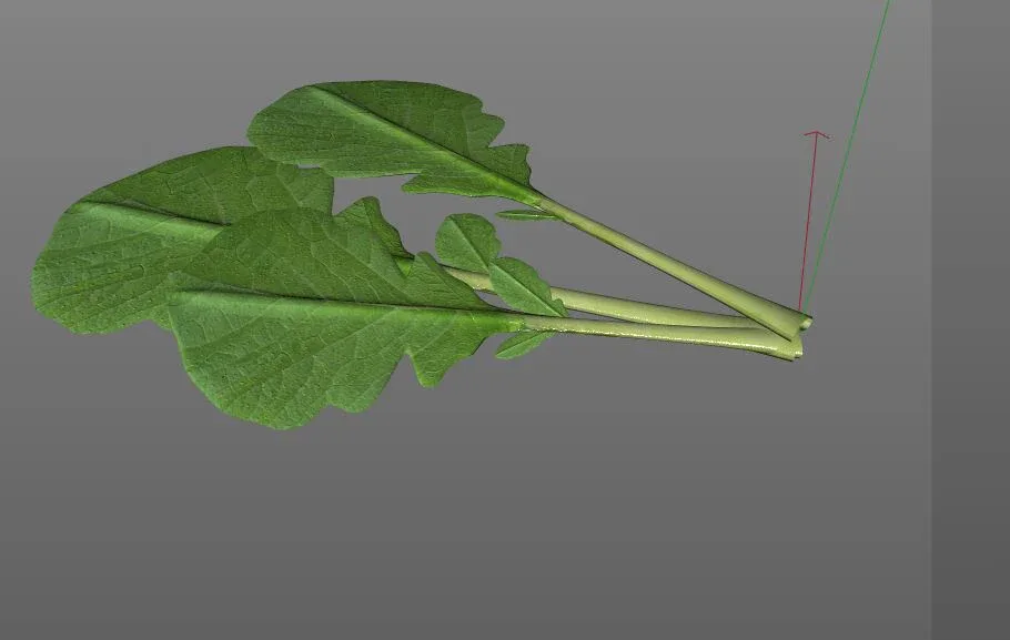 Mustard Greens 3d model