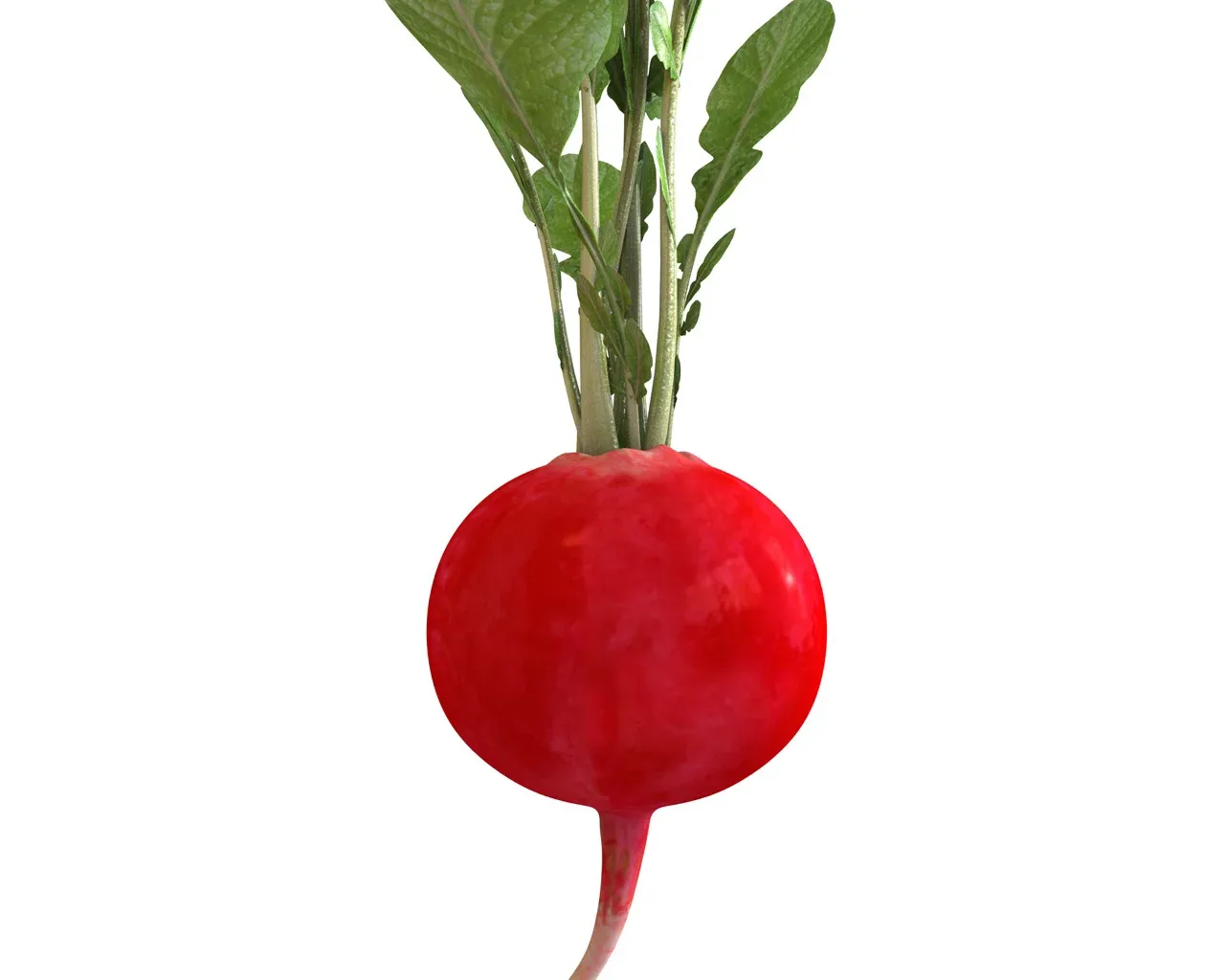 Radish Red 3d model