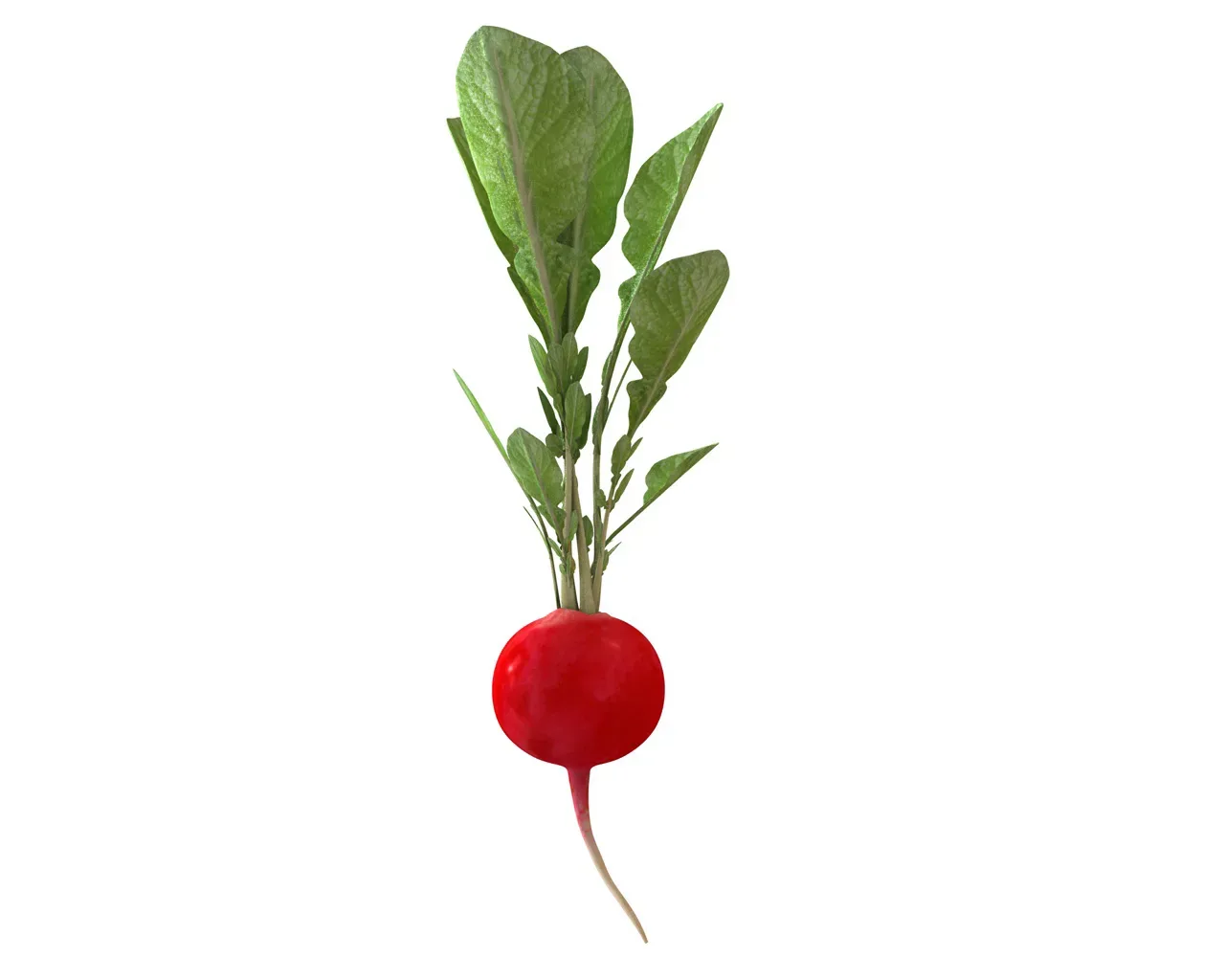 Radish Red 3d model