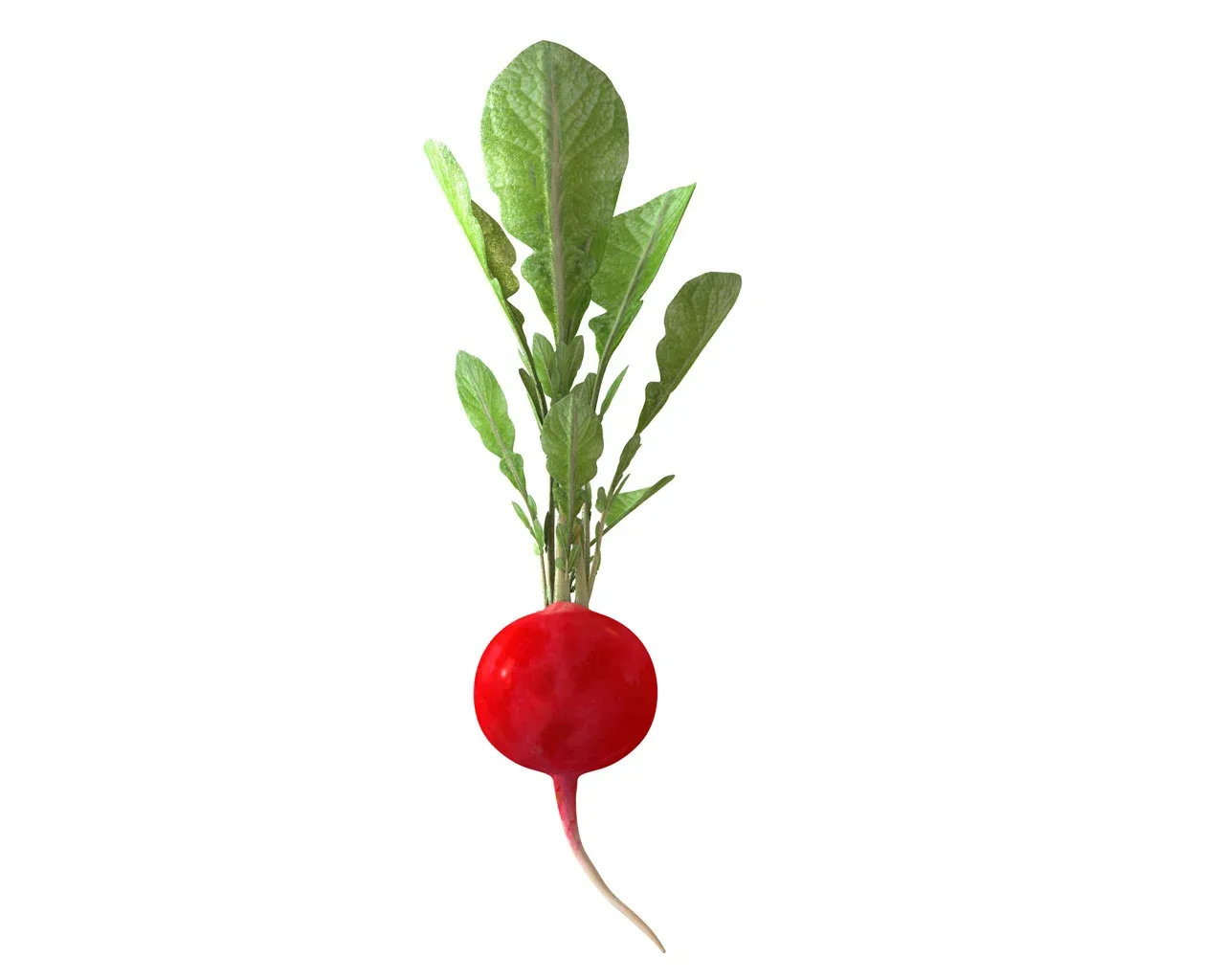 Radish Red 3d model