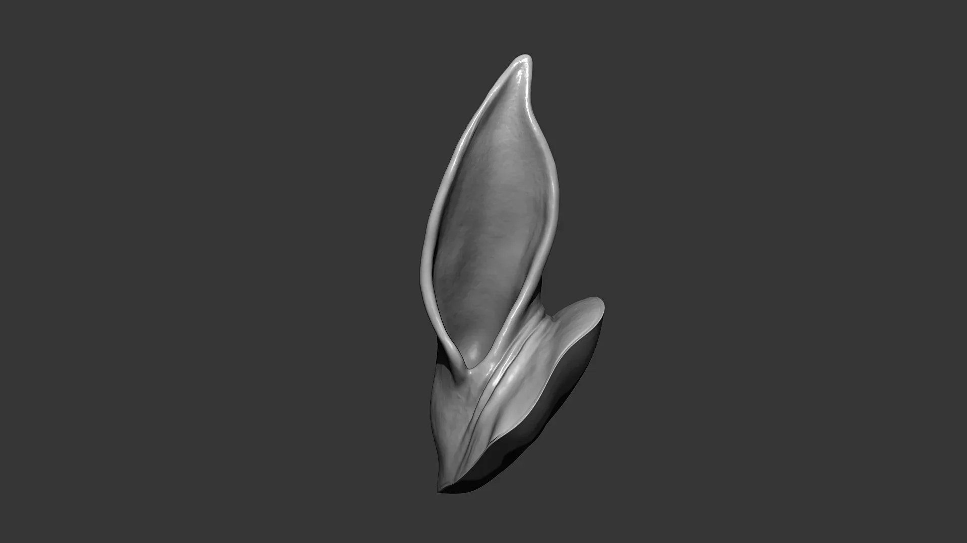 Horse Ear Highpoly Sculpt