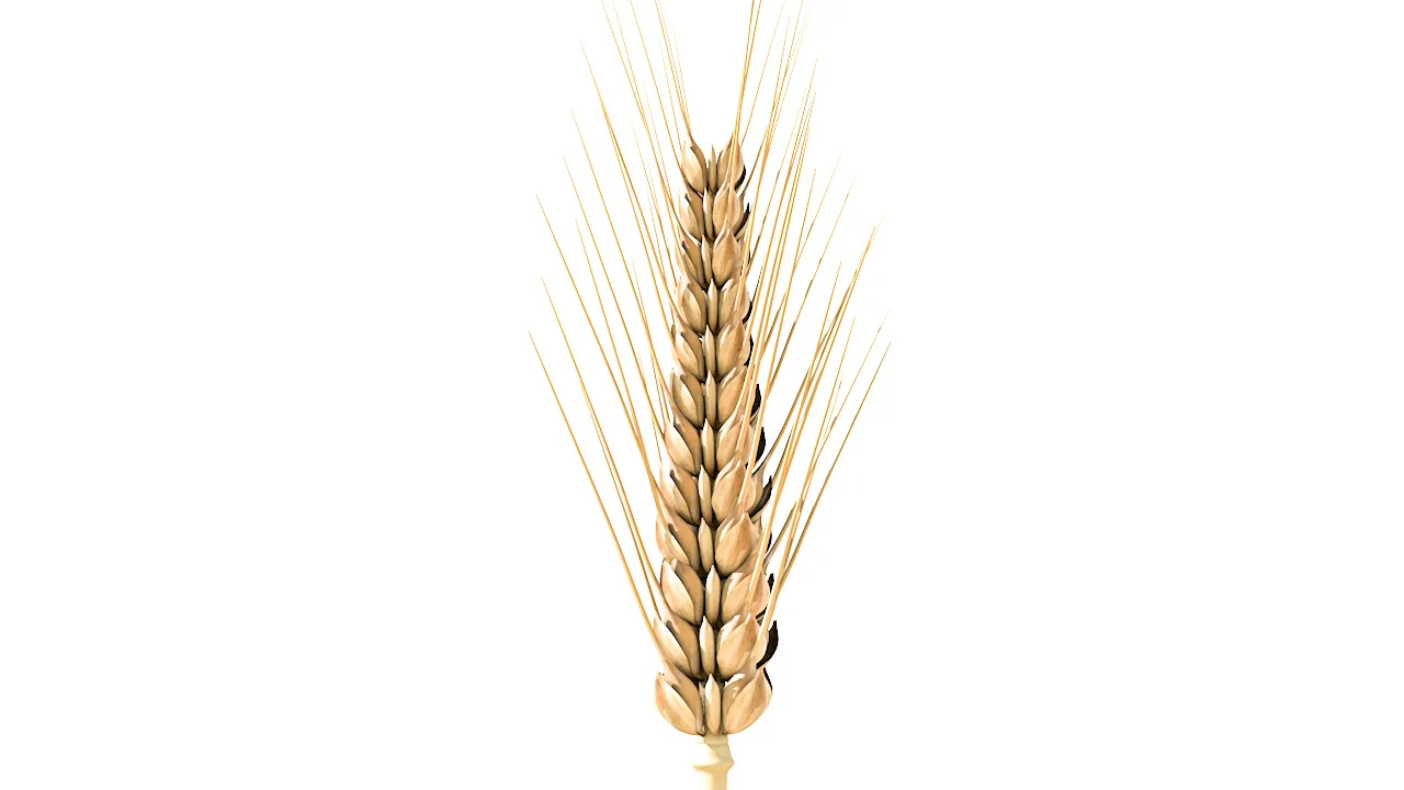 Wheat 3d model