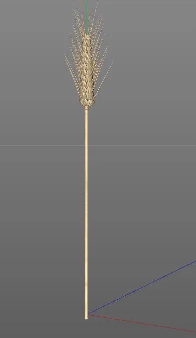 Wheat 3d model