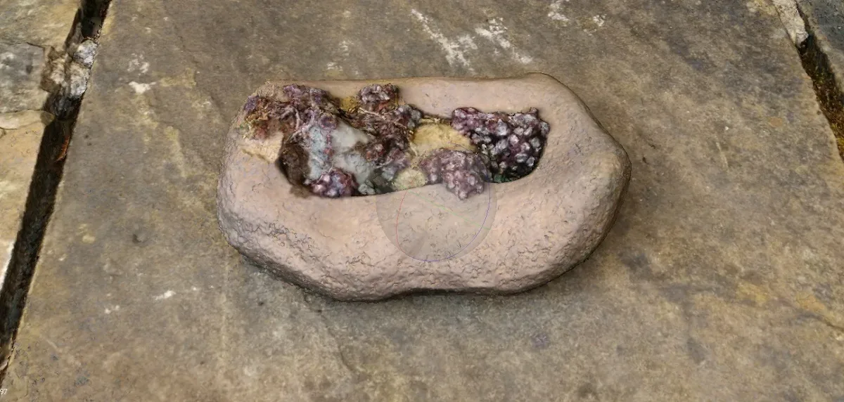 Rock Plant