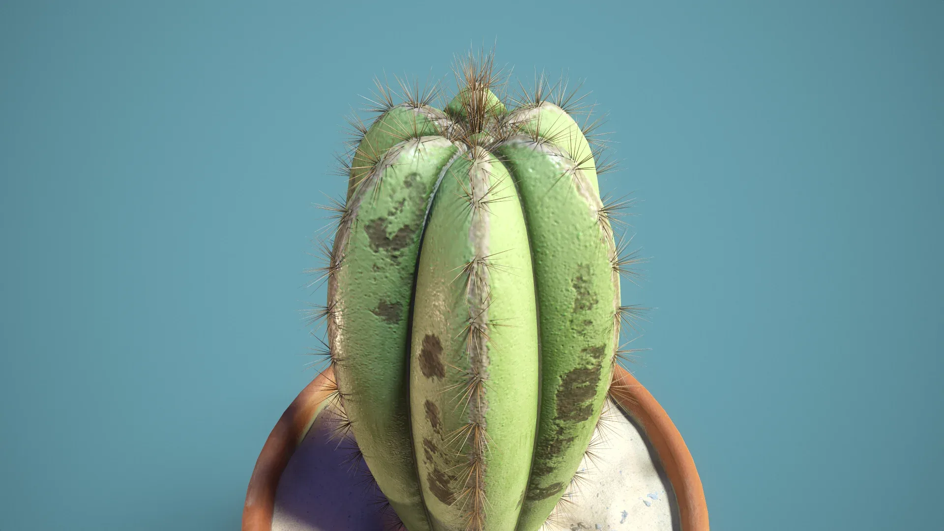 potted Cactus