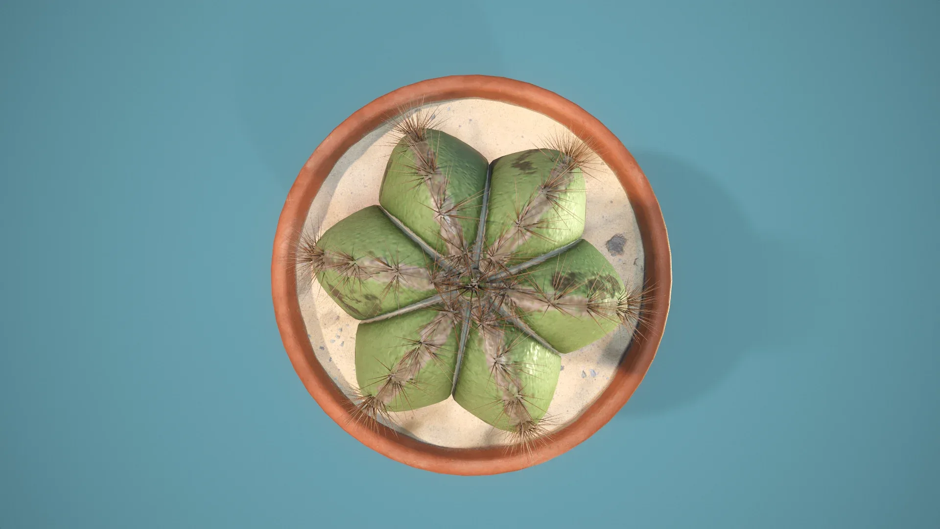 potted Cactus