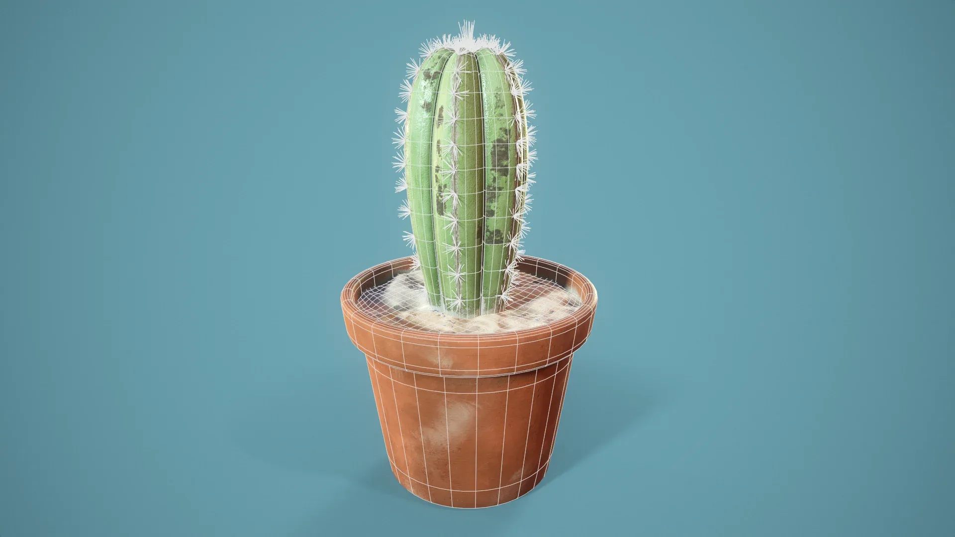 potted Cactus