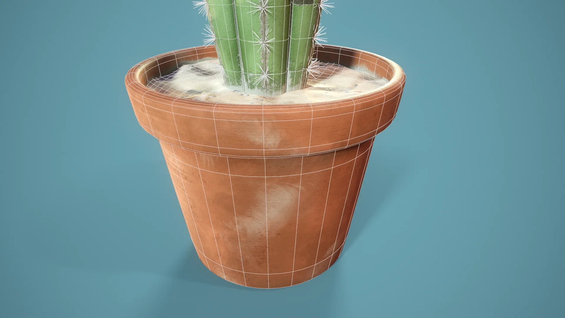 potted Cactus