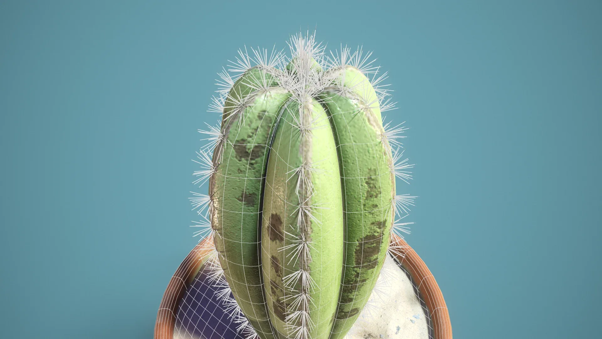 potted Cactus