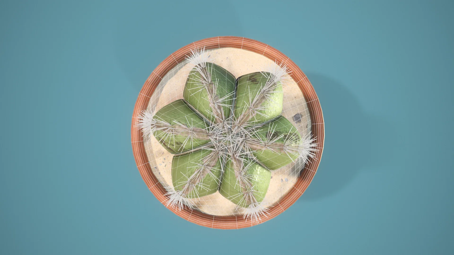 potted Cactus