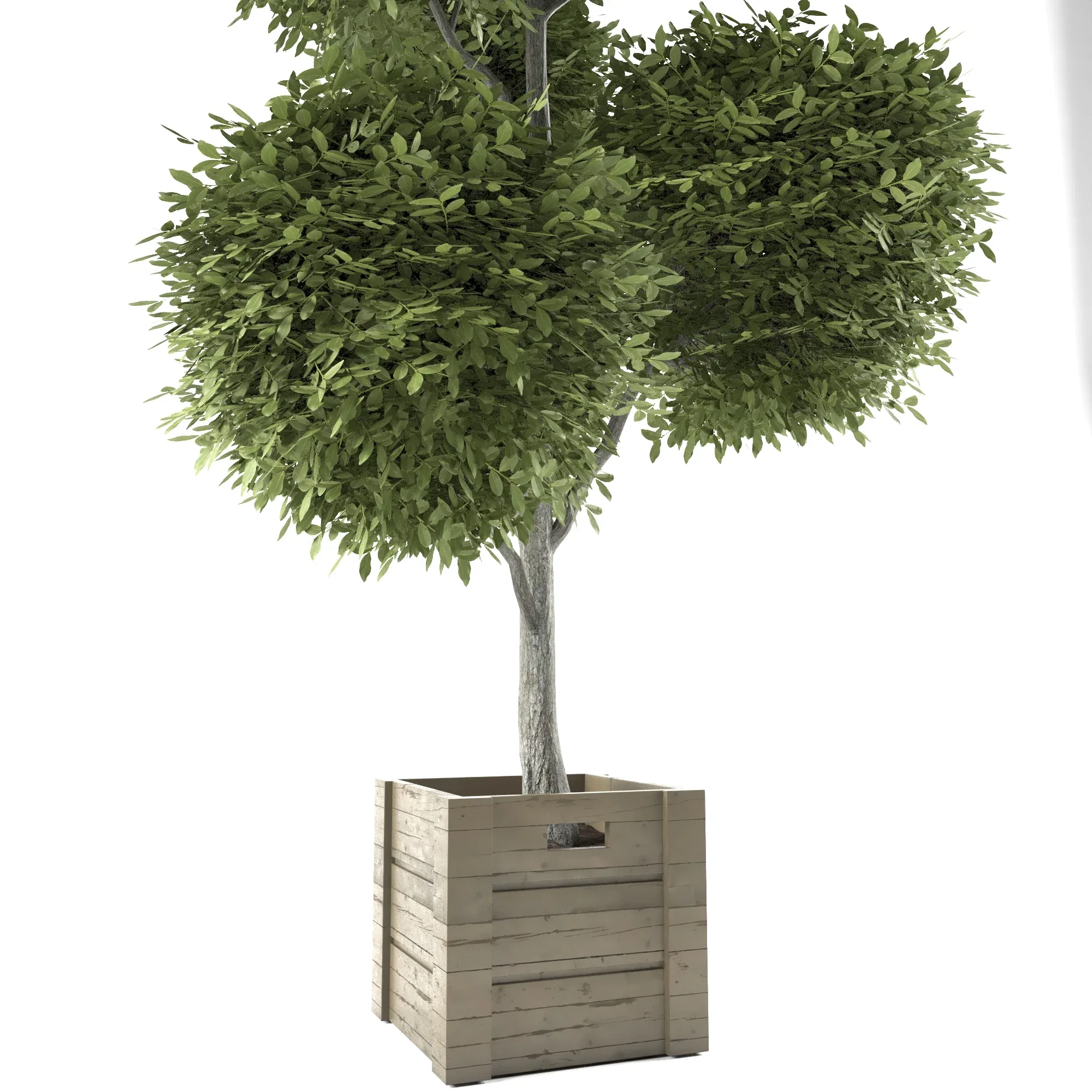 Boxwood_set_01