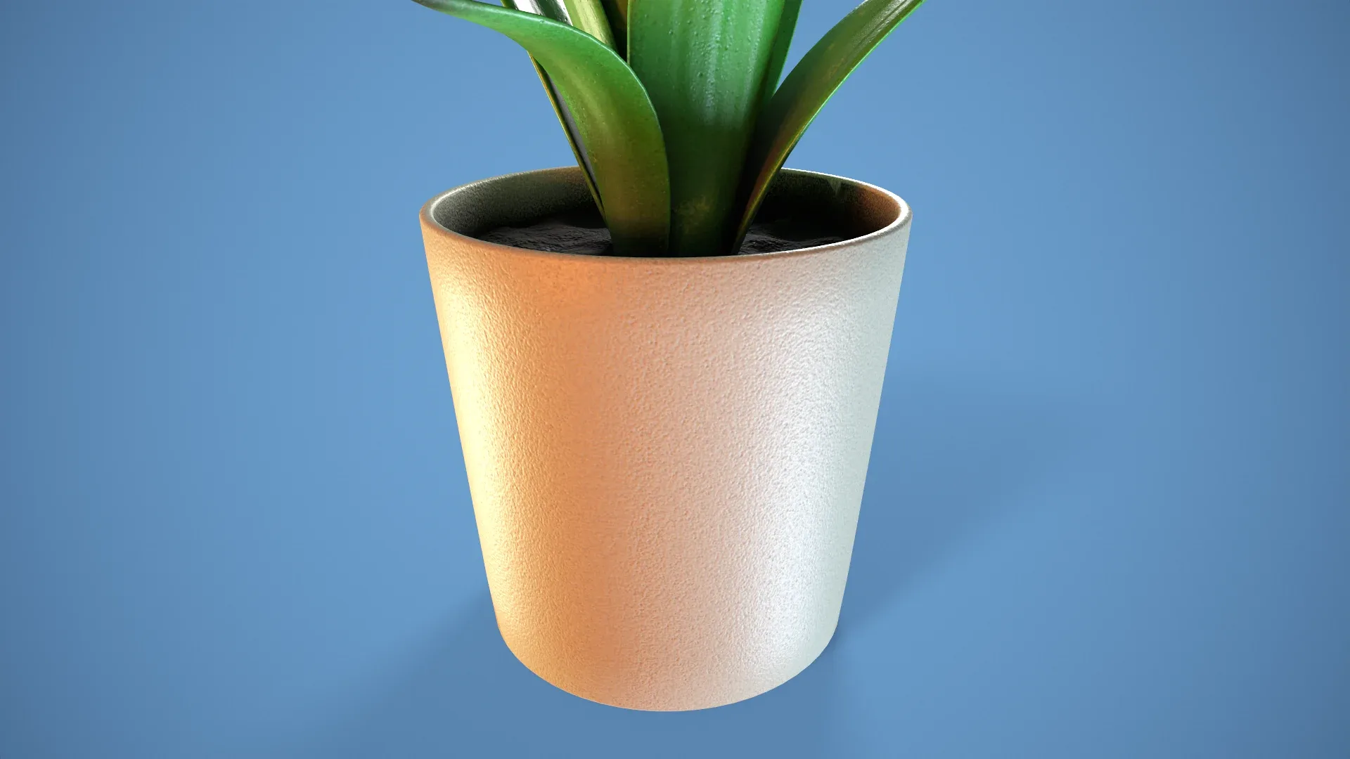 Potted Succulent