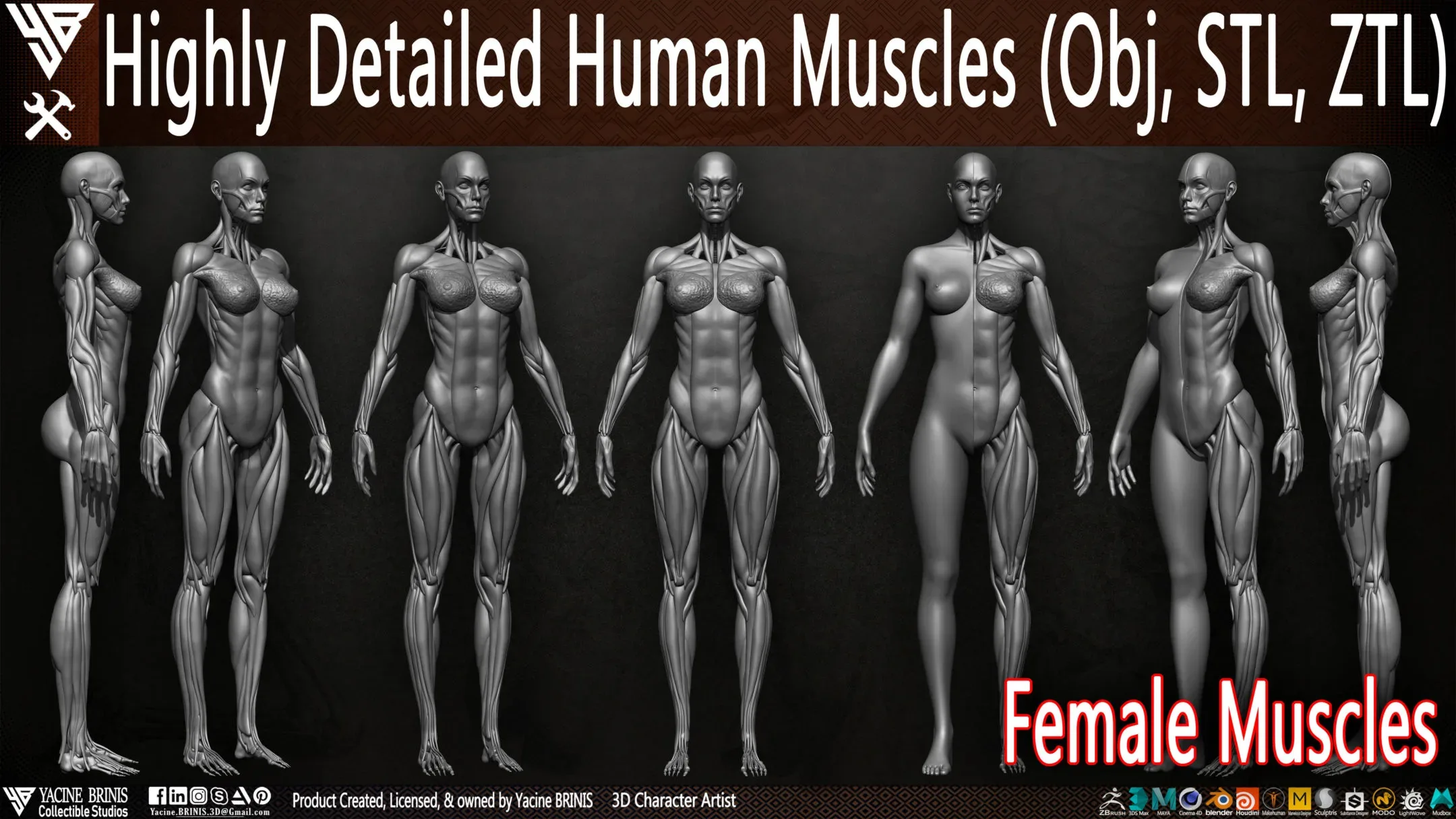 Human Muscles (Female)