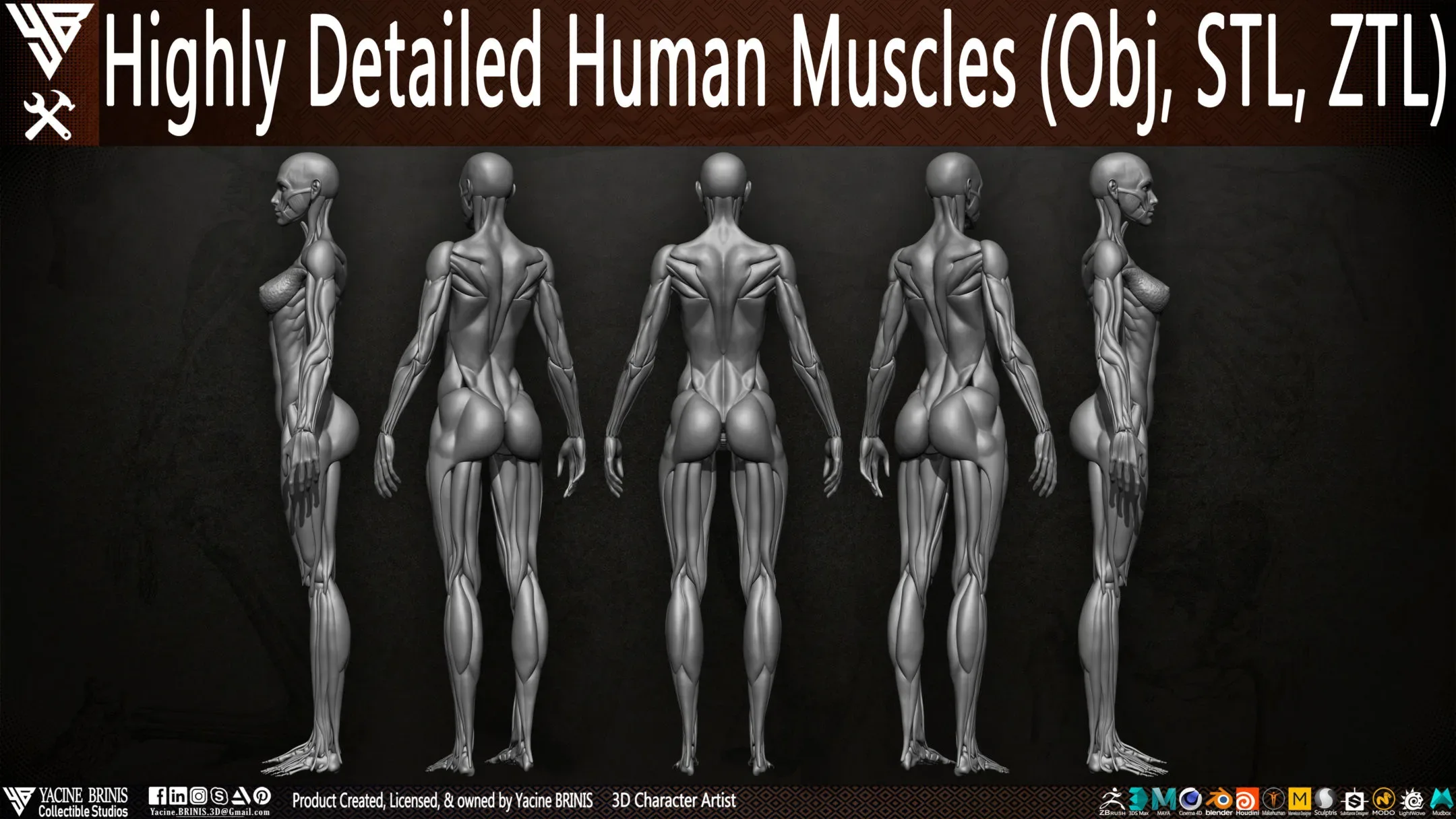 Human Muscles (Female)