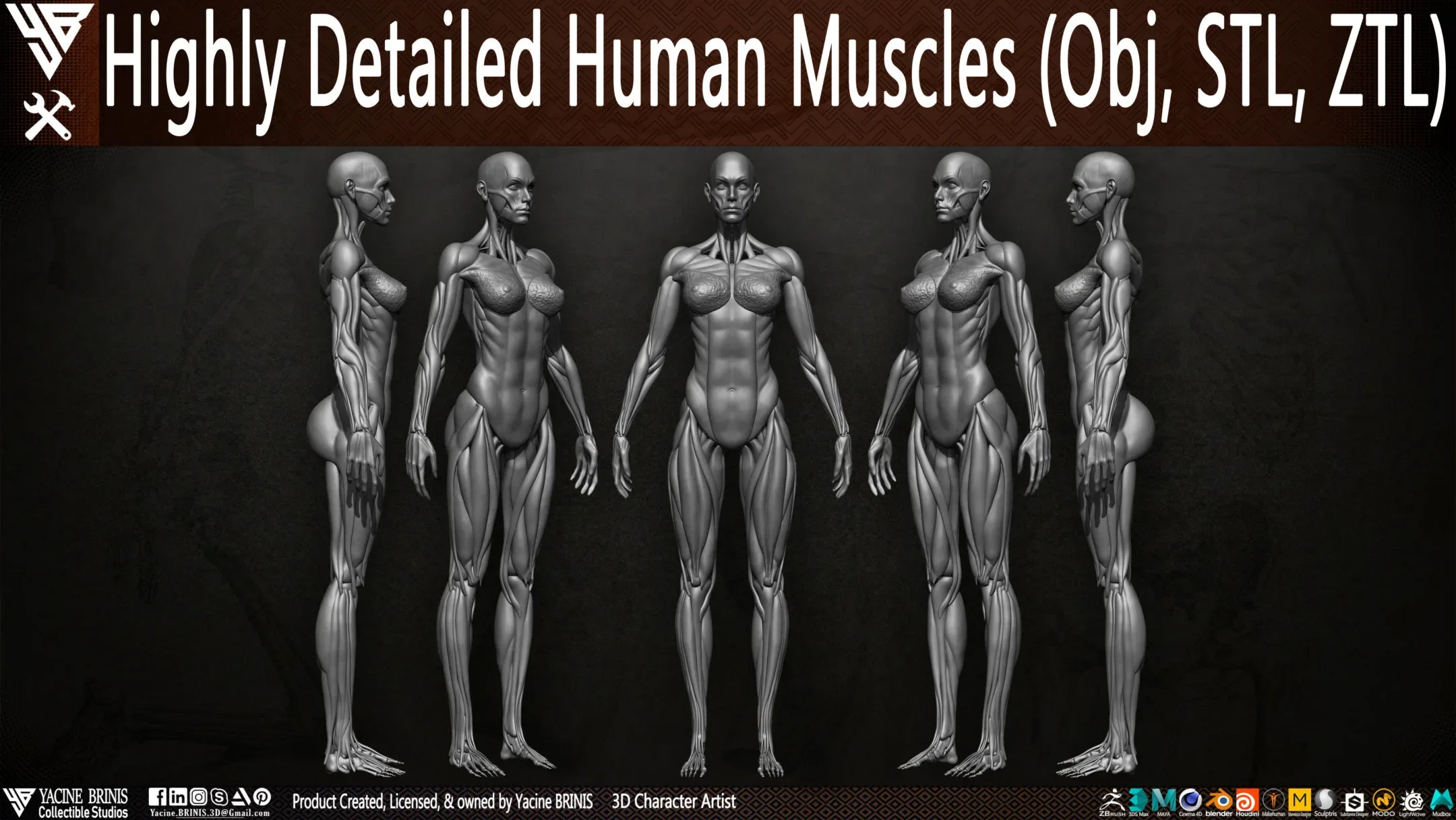 Human Muscles (Female)