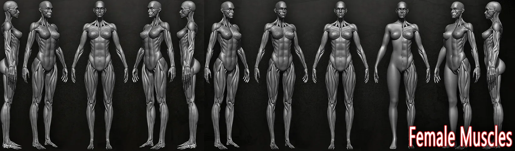 Human Muscles (Female)