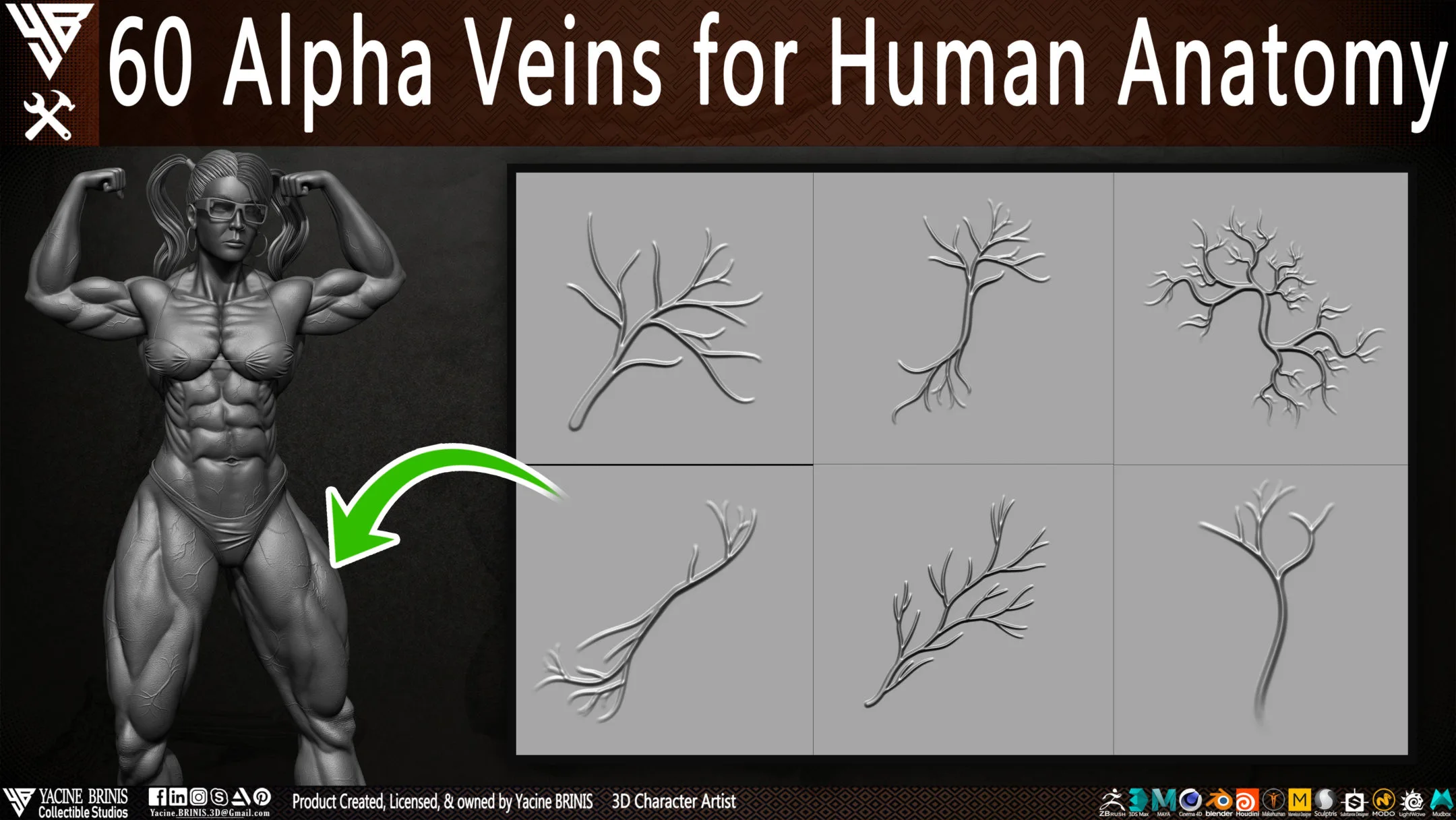 60 Alpha Veins for Human Anatomy