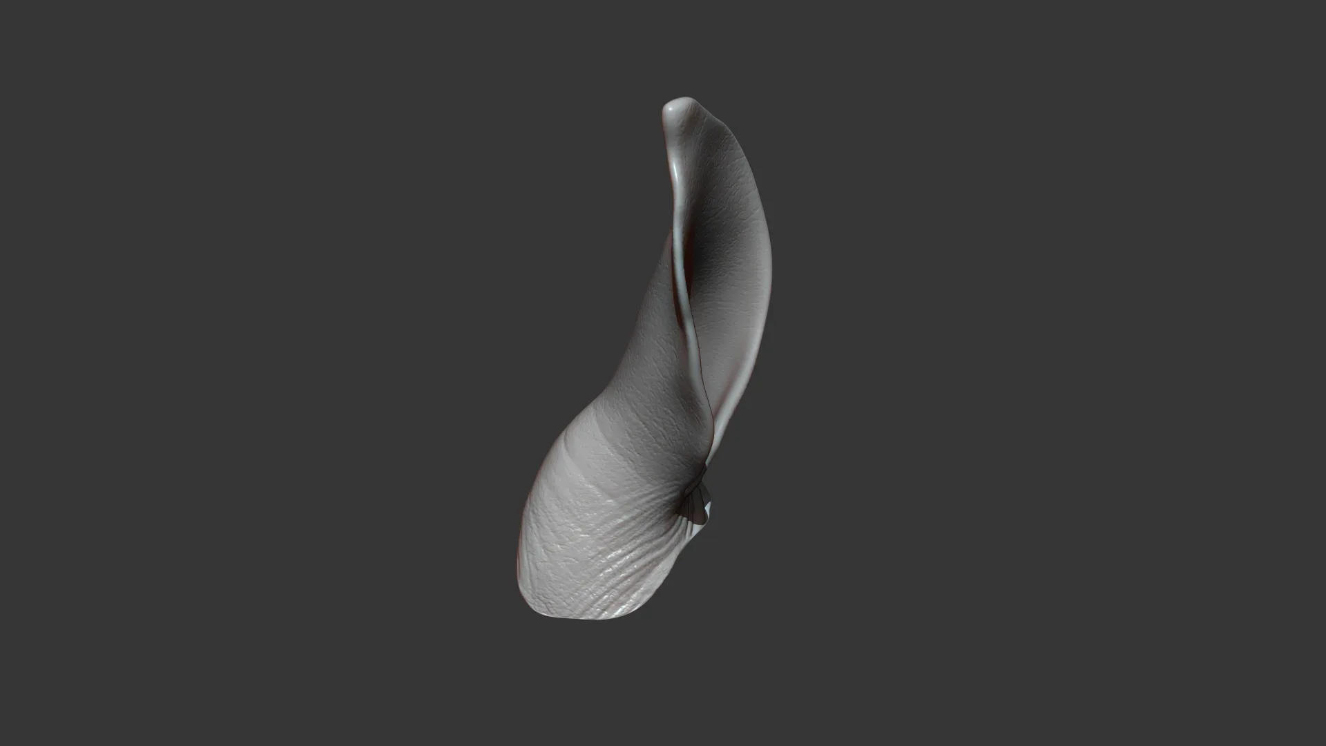 Rhino Baby Ear Highpoly Sculpt