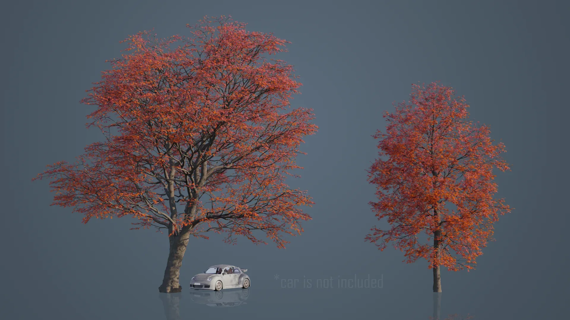 Red Maple Trees